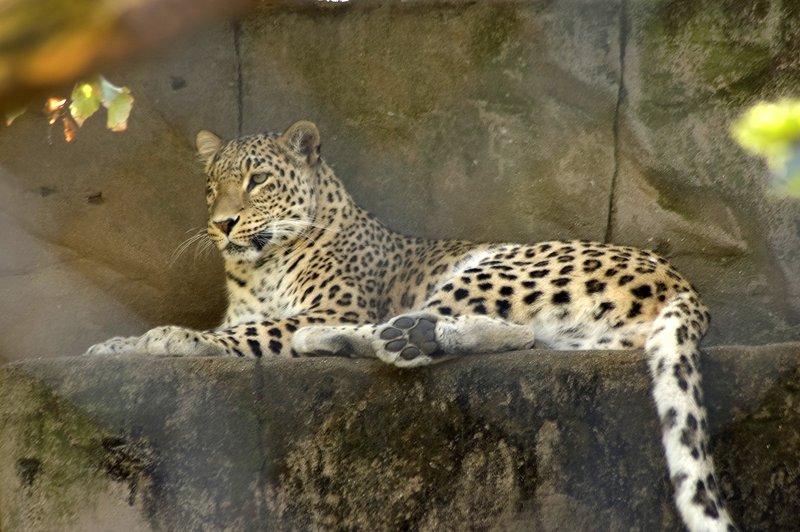 zoo_8 [800x600].jpg